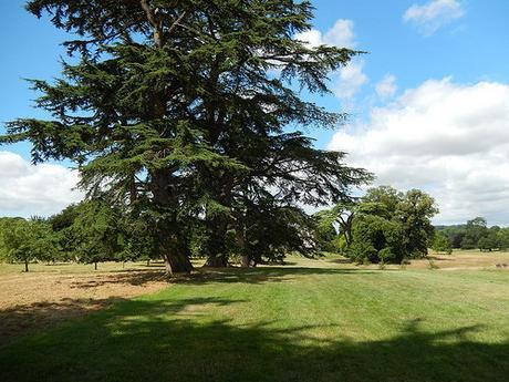 Kingston Lacy