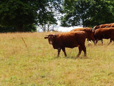 Kingston Lacy