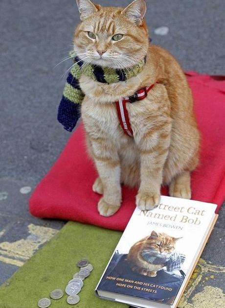 Top 10 Cats Reading Books About Cats