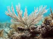 What Coral Bleaching?