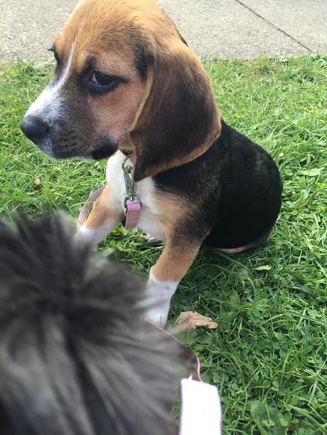 Meet Poppy our Beagle Puppy