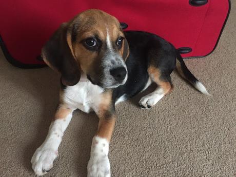 Meet Poppy our Beagle Puppy