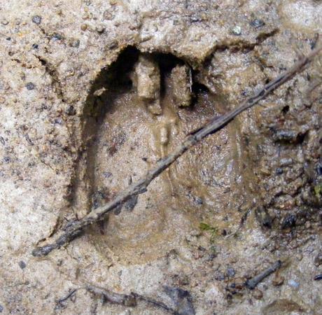 Duiker footprint, hiking Bwindi 