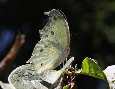 Mother of Pearl butterfly. hiking Bwindi 