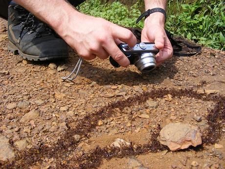 hiking Bwindi safari ants