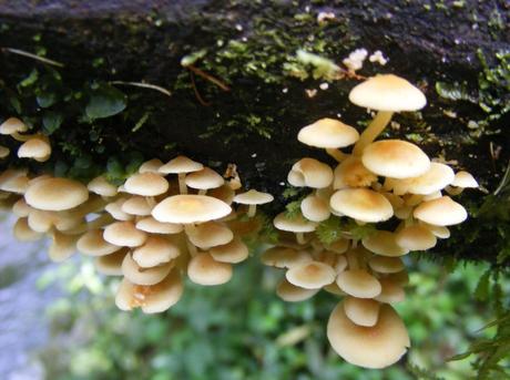 fungus, hiking Bwindi 