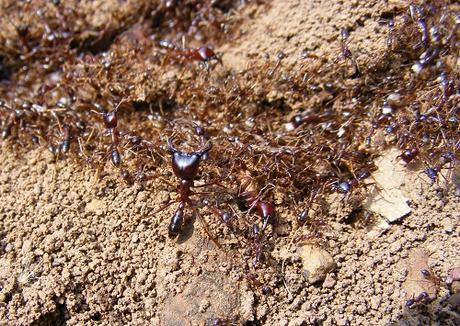 hiking Bwindi, safari ants
