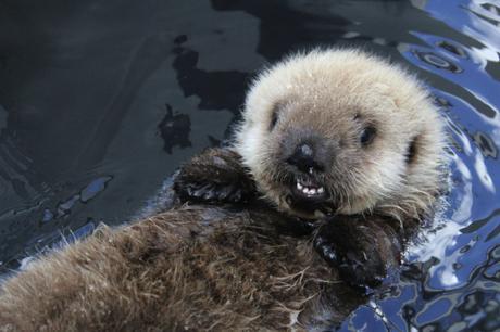 Mishka (Alaska SeaLife Center photo)