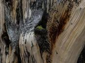 Patterns Nature Independent Life Bristlecone Pine Forests