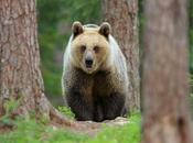 It’s Hyperphagia Time Bears