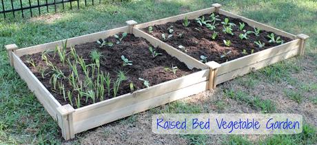 Raised Bed Vegetable Garden