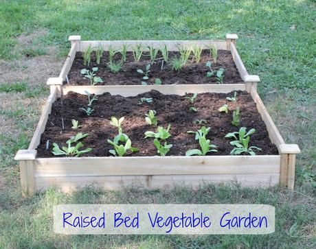 Raised Bed Vegetable Garden