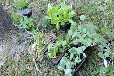 Raised Bed Vegetable Garden