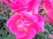 Gluten Free Menu Plan September 21-25, 2015