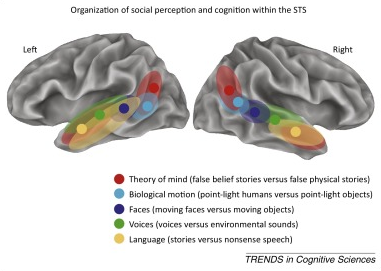 The social mysteries of the superior temporal sulcus