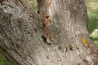 Xanthoceras sorbifolium Bark (15/08/15, Kew Gardens, London)