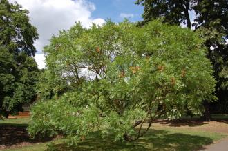 Xanthoceras sorbifolium (15/08/15, Kew Gardens, London)