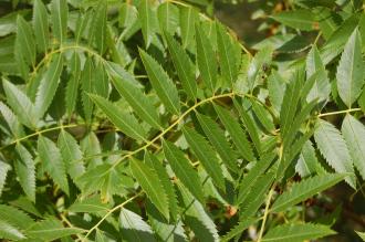 Xanthoceras sorbifolium Leaf (15/08/15, Kew Gardens, London)