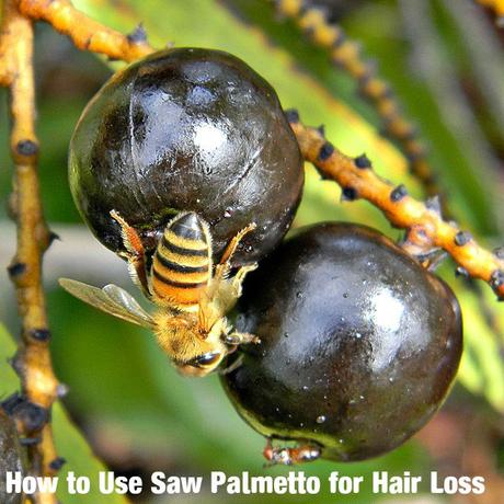 Saw Palmetto Benefits Hair