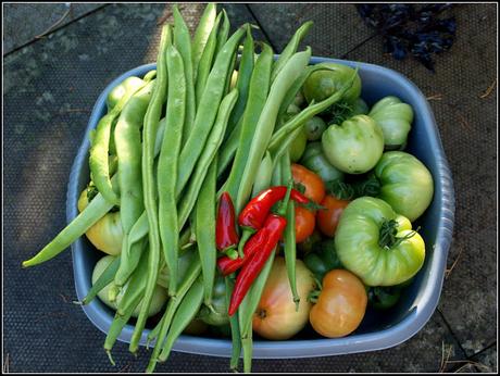 Harvest Monday - 21st Sept 2015