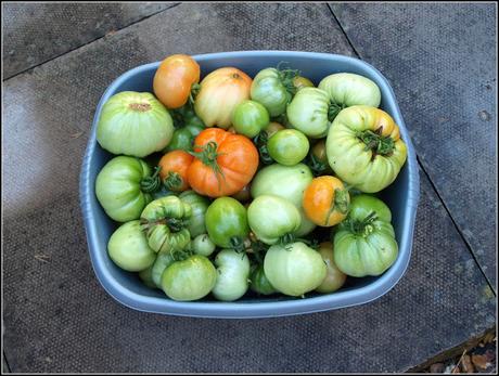 Harvest Monday - 21st Sept 2015