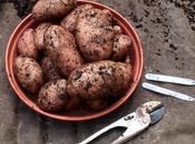 Harvest Monday 21st Sept 2015