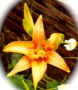 Autumnal Lily