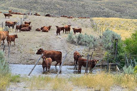 BLM Given Notice about Endangered Species Act Violations in Idaho