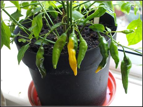 More musings about chillis