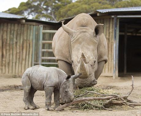 Monarto Zoo welcomes new born white rhinoceros