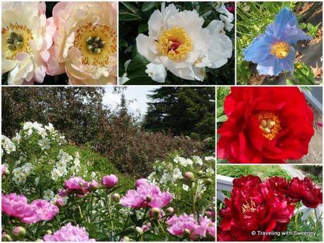 Bursts of flowers and fragrances everywhere at Reford Gardens. The Himalayan Blue Poppy (top right) is very rare, but grows splendidly here.