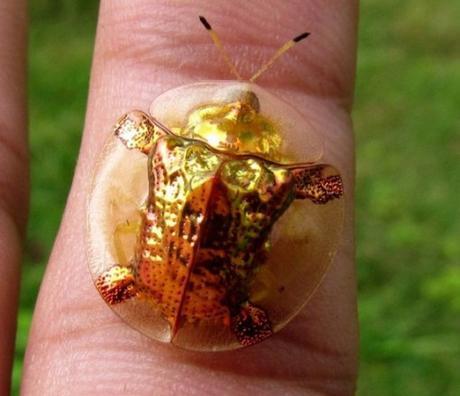 Golden Tortoise Beetle