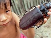 Amazing Unusual Beetles