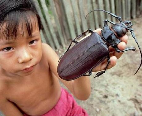 Top 10 Amazing and Unusual Beetles