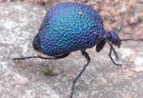 Top 10 Amazing and Unusual Beetles