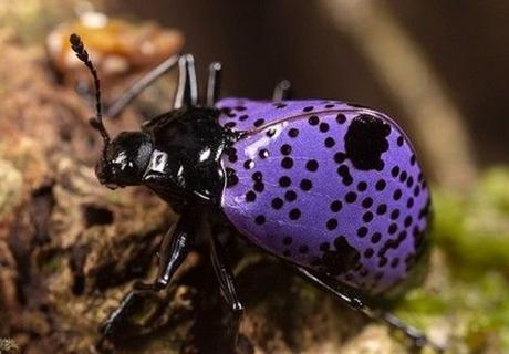 Top 10 Amazing and Unusual Beetles