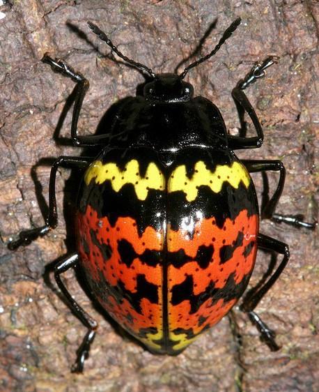 Top 10 Amazing and Unusual Beetles