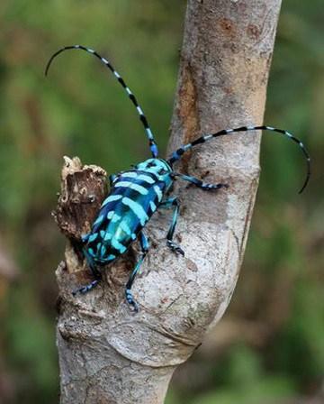 Top 10 Amazing and Unusual Beetles