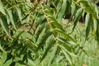 Juglans major Leaf (15/08/15, Kew Gardens, London)