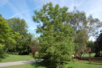 Juglans major (15/08/15, Kew Gardens, London)