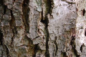 Juglans major Bark (15/08/15, Kew Gardens, London)