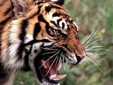 What Makes That Biodiversity Possible?