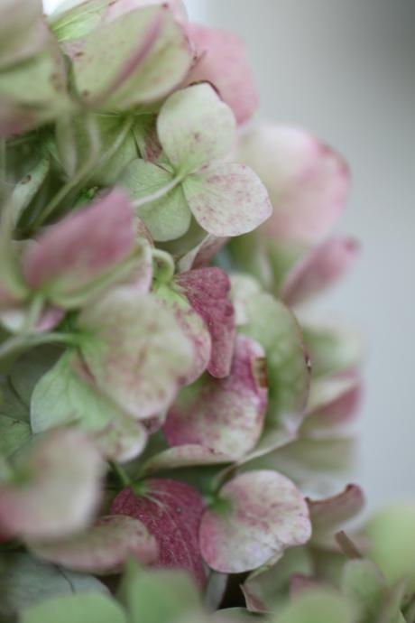 Drying-Hydrangeas