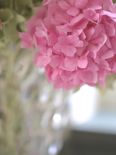 Drying-Hydrangeas