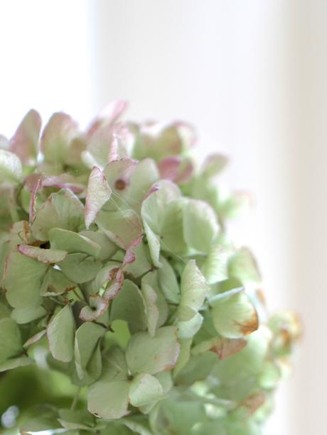 Drying-Hydrangeas