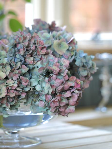 Drying-Hydrangeas