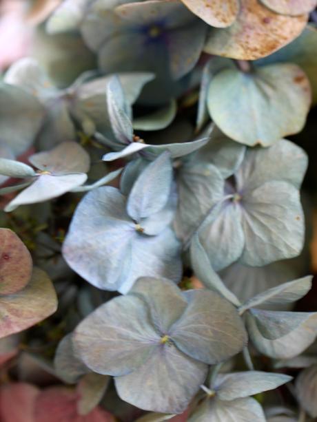 Drying-Hydrangeas