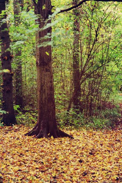 browns wood in autumn