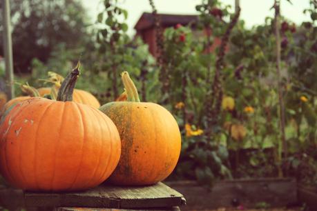 allotment pumpkins