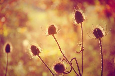 teasel backlit